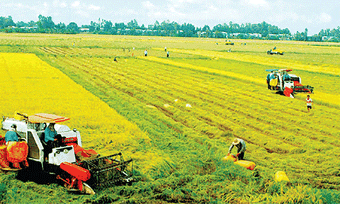 Đất nông nghiệp sẽ tiếp tục được miễn, giảm thuế đến hết năm 2025