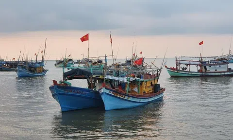 Cà Mau tăng cường bảo vệ và ngăn chặn khai thác cá non đầu mùa mưa