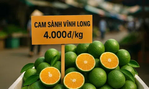 Cam sành Vĩnh Long rớt giá: Vì sao nhà vườn "quay lưng" với trái ngọt một thời?