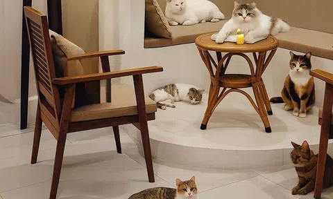 Cà phê thú cưng ở Cần Thơ: Không gian sống chậm giữa lòng đô thị