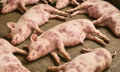 Dịch tả lợn châu Phi bùng phát trở lại: Cảnh báo nguy cơ lan rộng