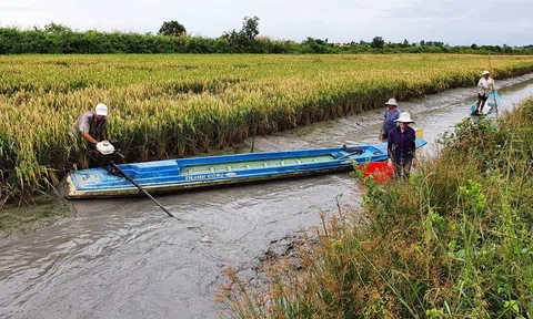 Cà Mau phát triển lúa chất lượng cao, hướng tới 1 triệu ha bền vững