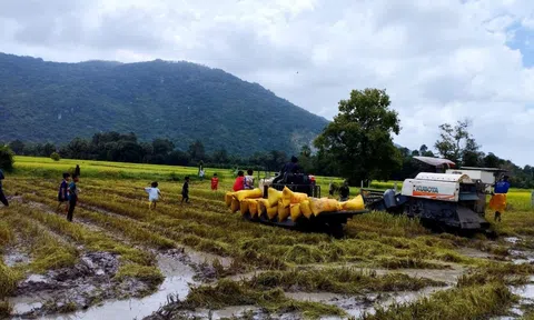 An Giang chọn nông nghiệp sạch làm hướng đi phát triển kinh tế bền vững