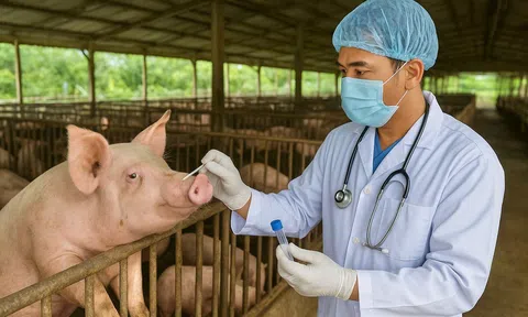 Cần Thơ sắp xếp lại Chi cục Chăn nuôi và Thú y, tinh gọn bộ máy, nâng cao hiệu lực quản lý