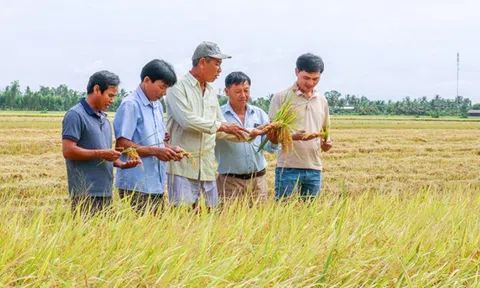 Liên kết trồng lúa OS20 giúp nông dân Cà Mau yên tâm đầu ra, nâng cao thu nhập