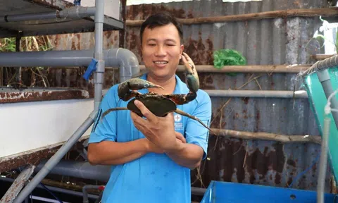 Tiến sĩ Nguyễn Việt Bắc đánh thức tri thức cho nghề nuôi cua biển Cà Mau