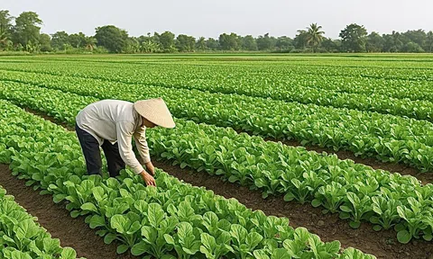 Hợp tác xã Cần Thơ 2025 khởi sắc, song thách thức vẫn hiện hữu