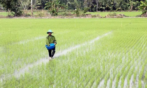 Vĩnh Long xuống giống lúa vụ Thu Đông 2025 trên 112.545 ha, sản lượng dự kiến 602 nghìn tấn