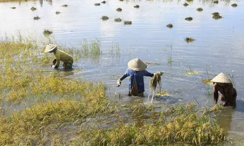 Ngập lụt diện rộng đe dọa ĐBSCL: Lũ sông Cửu Long 2025 dâng cao bất thường