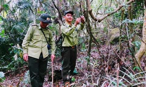 Đà Nẵng: Tăng cường công tác bảo tồn Voọc Chà vá chân nâu ở Sơn Trà