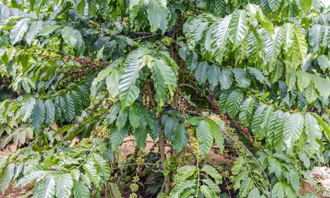 Ghép Thiện Trường giúp cây cà phê tăng năng suất gấp 3-4 lần