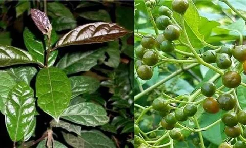 Công dụng của cây xạ đen