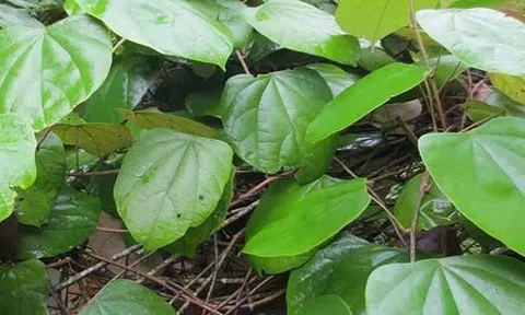 Cây Vàng đắng có công dụng thế nào?