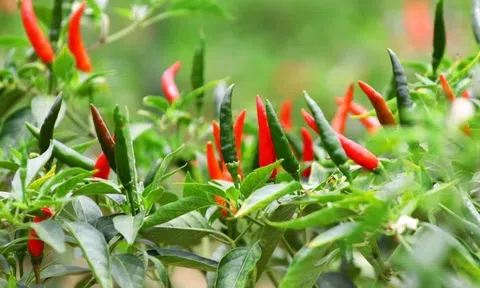 Loại lá "vô tình bị lãng quên" có khả năng chữa trị bệnh nguy hiểm
