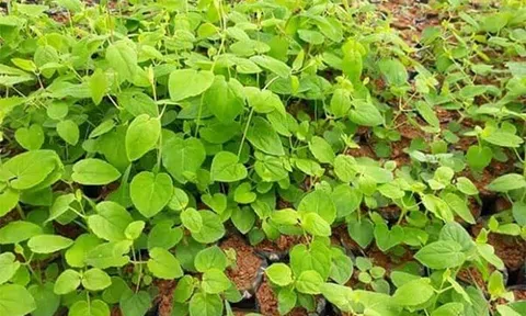 Vị thuốc bổ khí huyết từ thiên nhiên