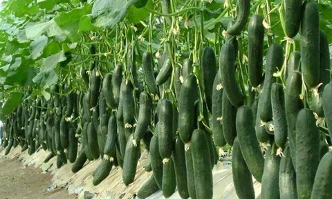 10 công dụng chữa bệnh từ loại cây quen thuộc