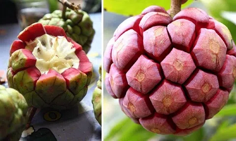 Công dụng chữa bệnh từ cây na rừng
