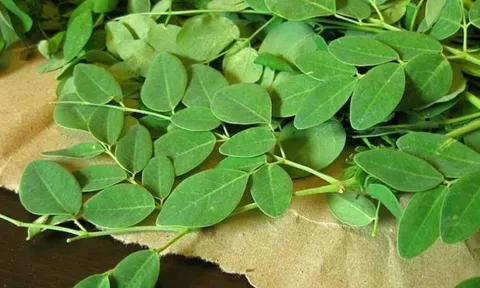 Chữa bệnh từ cây chùm ngây