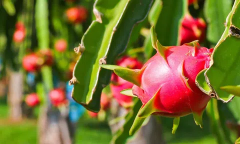 Cuộc đua trồng thanh long dừng lại, người nông dân bỏ cuộc