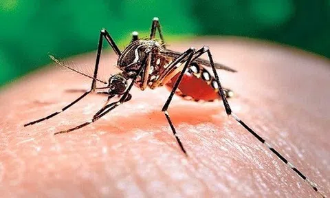 Phòng ngừa dịch sốt xuất huyết