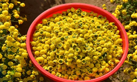 Giữ lại tuổi xuân nhờ hoa cúc vàng