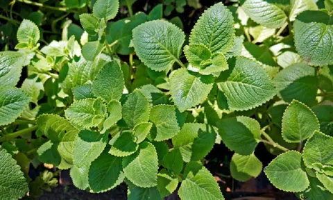 Lá húng chanh có tác dụng gì?