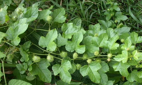 Cây lạc tiên có những tác dụng gì?