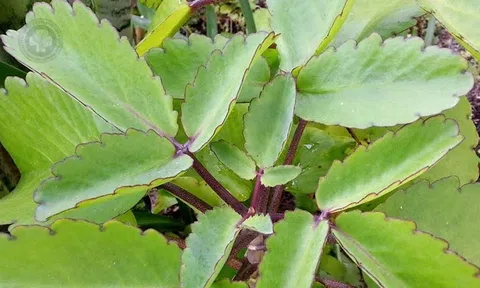 Cây sống đời giúp cải thiện đời sống