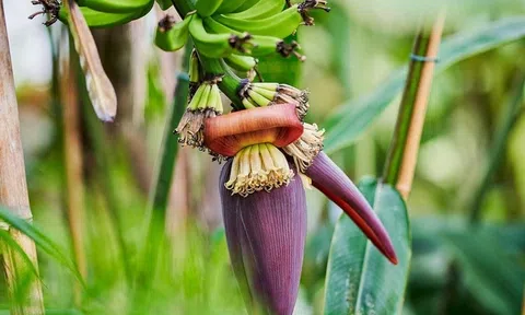 Loại hoa dân dã nhưng nhiều công dụng cho sức khỏe