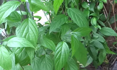 Cây xương khỉ có tác dụng gì?