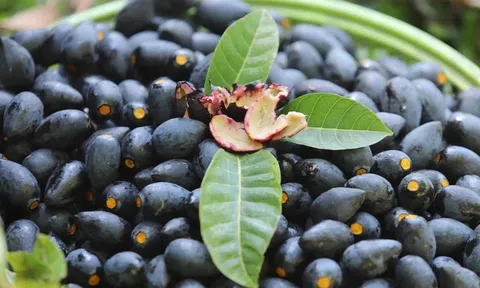 Những lợi ích khi ăn quả trám