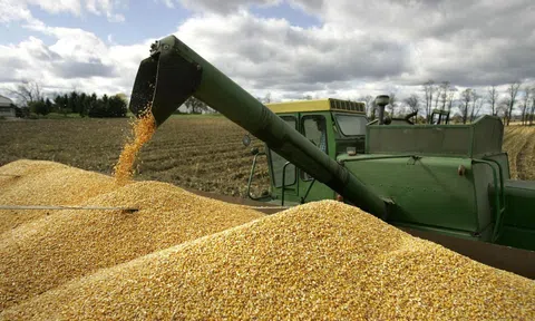 Việt Nam đã chi hơn 5 tỷ USD để nhập khẩu ngô, lúa mì và đậu nành