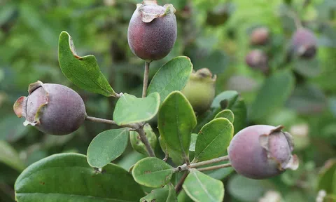 Loại quả quen thuộc giúp ngừa lão hóa