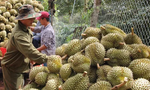 Một năm sầu riêng “đại thắng” dù xuất khẩu tỷ đô vẫn ngổn ngang chưa hết mối lo