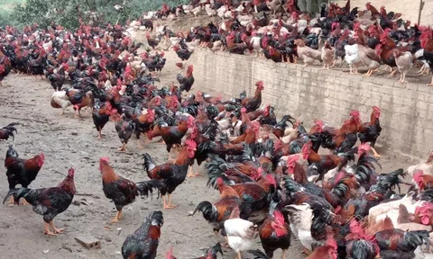 Bí quyết nào giúp nông dân ở xã miền núi nuôi gà thu về tiền tỷ?