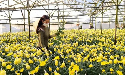 Người trồng hoa phập phồng nỗi lo vụ Tết