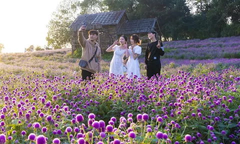 Trời hửng nắng lạc vào thung lũng hoa ở Hà Nội mà ngỡ trời Âu