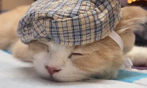 Mạnh tay cho mèo đi máy bay chi tiền tỷ để luyện thành "hoa hậu"