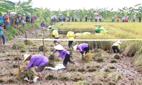 Bất ngờ khi nông dân lãi gần 700 triệu đồng mỗi ha trồng lúa
