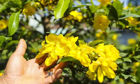 Chuẩn bị vụ mai tết, nhà vườn tìm đủ chiêu ngăn hoa nở sớm