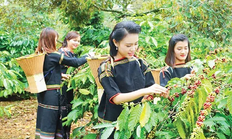 Nông nghiệp vượt khó tạo kỳ tích giúp hàng nghìn nông dân thành tỷ phú