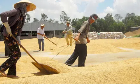 Vì sao là cường quốc xuất khẩu, lúa gạo Việt vẫn bấp bênh?