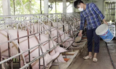 Cuối năm giá lợn vẫn ảm đạm, nỗi ám ảnh khi hàng triệu con lợn thành... con nợ