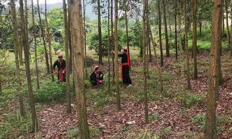 Doanh nghiệp ngành gỗ buộc phải chuyển đổi xanh