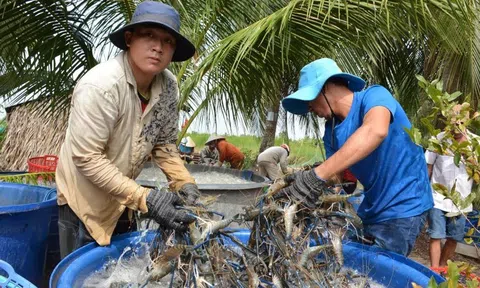 Trồng lúa - nuôi tôm tuần hoàn cần tạo sức bật từ liên kết chuỗi