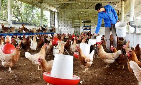 Tạo sức bật từ chăn nuôi tuần hoàn gắn với liên kết tiêu thụ sản phẩm