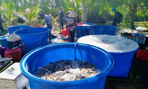 Kinh tế xanh ở Bạc Liêu khi cây lúa con tôm giúp nông dân vững tâm làm giàu