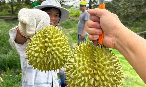 Vì sao các chuyên gia dự báo xuất khẩu sầu riêng sẽ tăng vọt lên 3,5 tỷ USD?