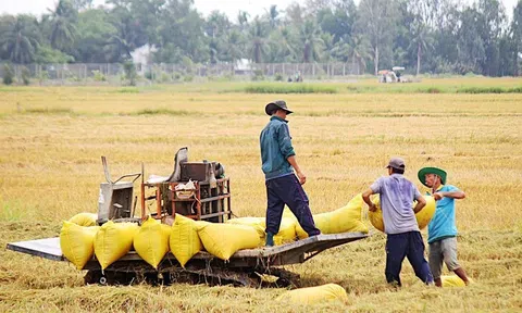 Tạo bước đột phá từ 1 triệu ha chuyên canh lúa chất lượng cao và phát thải thấp