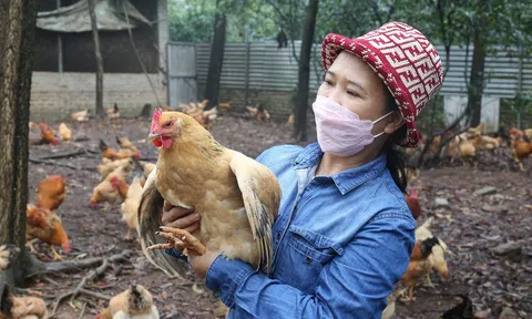 Chăn nuôi vượt khó kỳ vọng tạo bước tăng trưởng 4-5% trong năm 2024